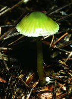 Hygrocybe psittacina, shows the green striate cap of a nearly mature fruiting body.